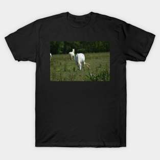 Wild Horse T-Shirt